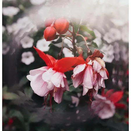 Siedlisko Pod Debem Πανσιόν 3*