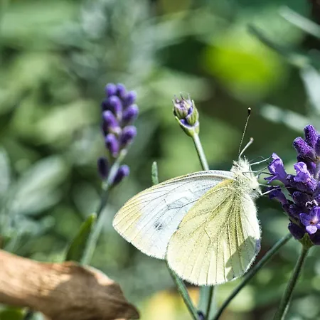 Πανσιόν Siedlisko Pod Debem 3*