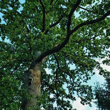 Siedlisko Pod Debem Πανσιόν 3*
